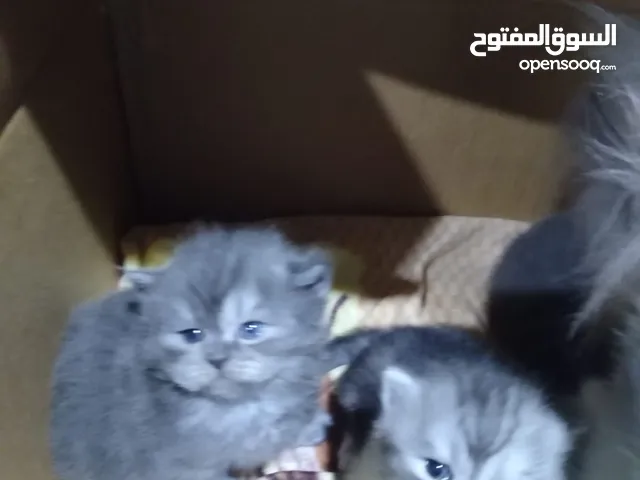قطتين النوع هملايا راغ دول حلوين ماشاء الله عليهم