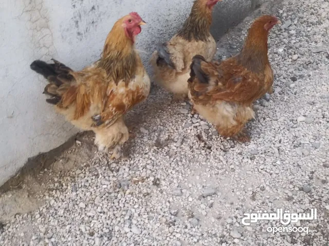 موجود 3جاجات و4ديوك براها في سحاب شغالات