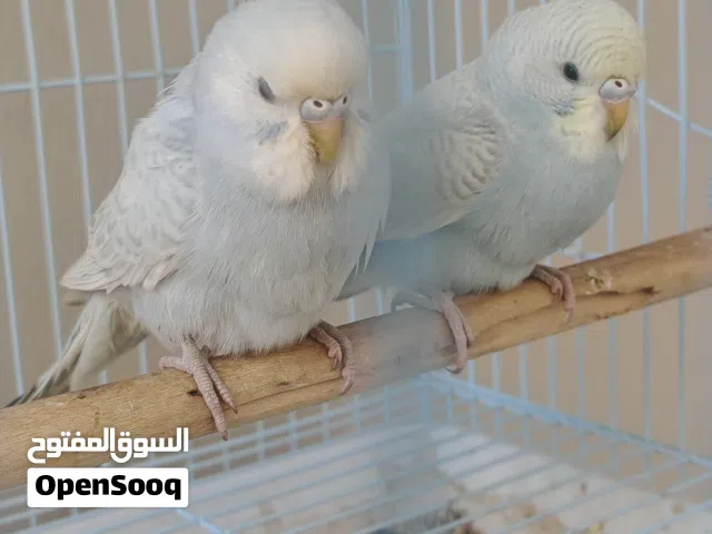 2بادجي الواحد ريالين ونص