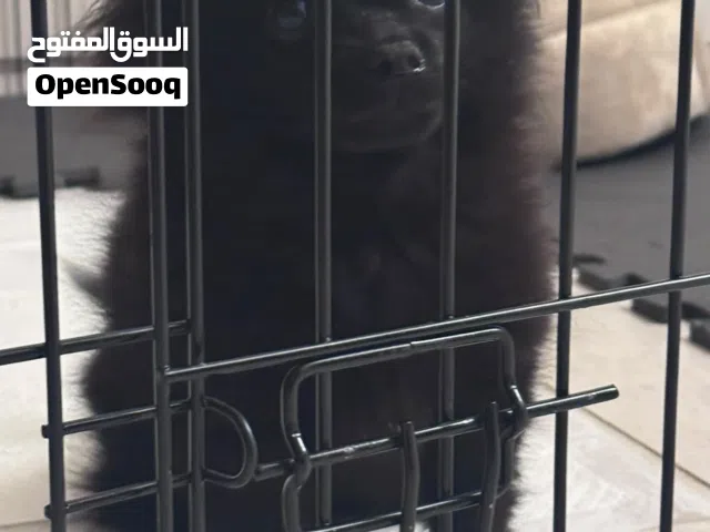 كلب  Pomeranian العمر 6 شهور