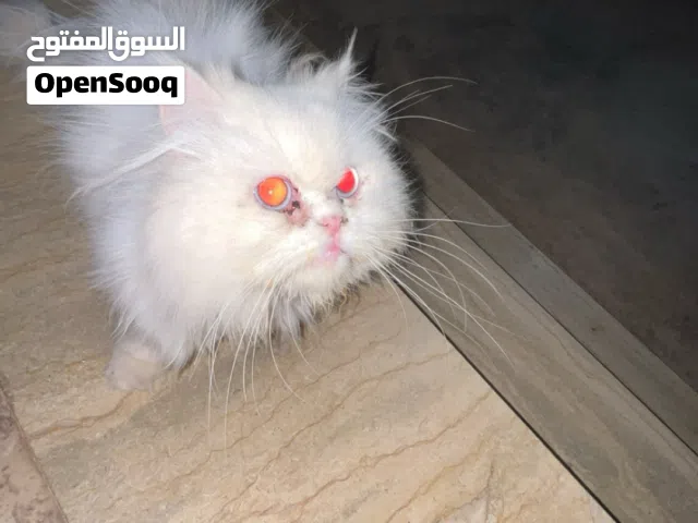 قطوس مشاء الله
