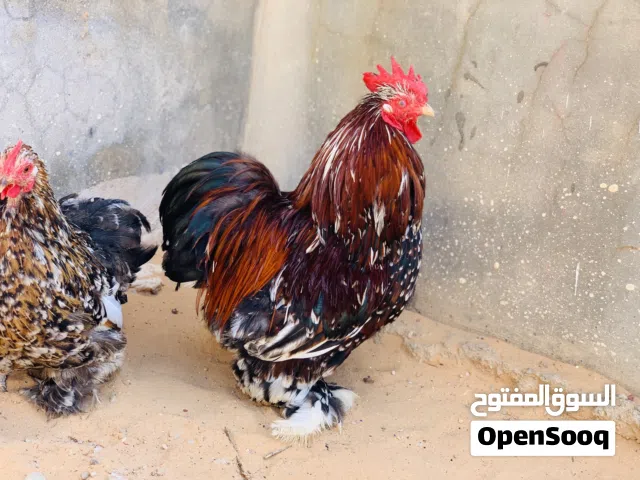 كوبية استورالي