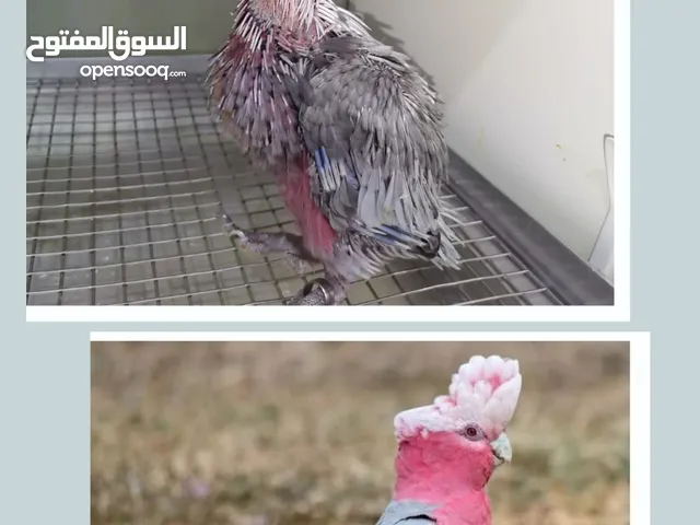 للبيع فرخ كوكاتو قالا إنتاج البحرين