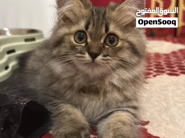 قط ذكر :اسكوتش ستريت (مطعم ) مع كامل اغراضه