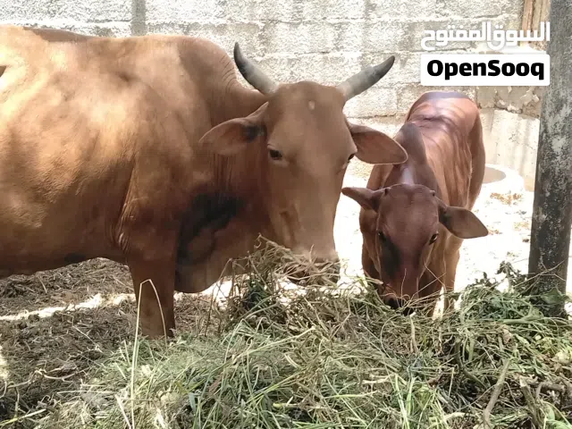 بقرعه للبيع مع ولده