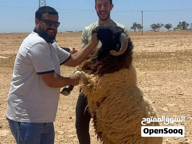 درجه أوله سعي ربي يبارك