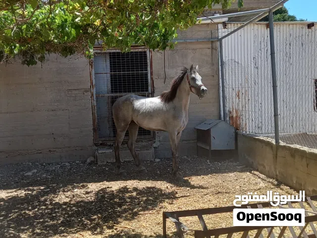 مهر عربي مصري للبيع