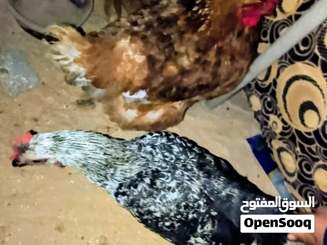 محمد الله 150