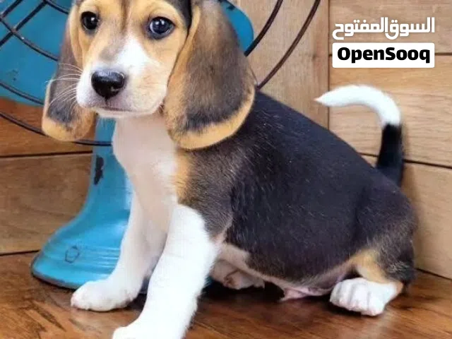 Beagle puppies