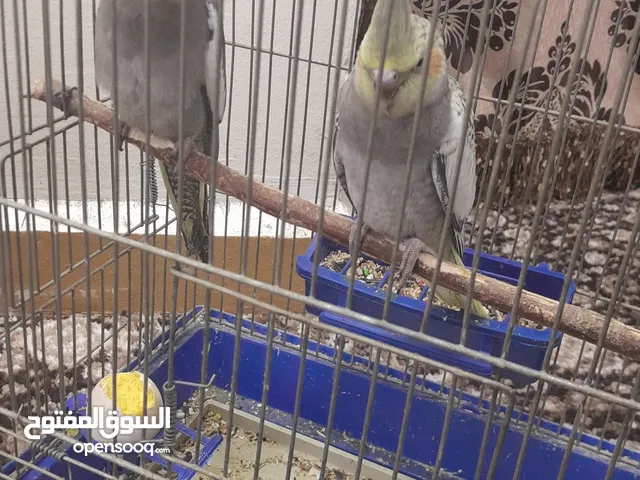 اللهم صل وسلم وبارك على سيدنا وحبيبنا محمد للبيع بغبغاء كوكتيل العمر تسعين يوم لتواصل ع الرقم فقط