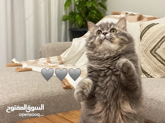 قطط للتبني ذكر و انثى