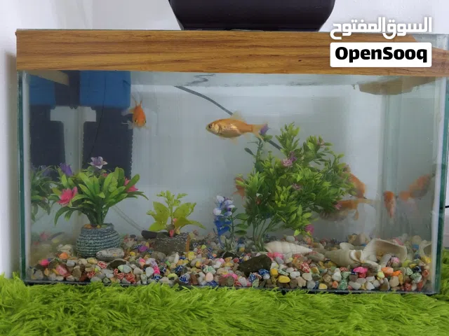 حوض سمك للبيع داخل العقبة