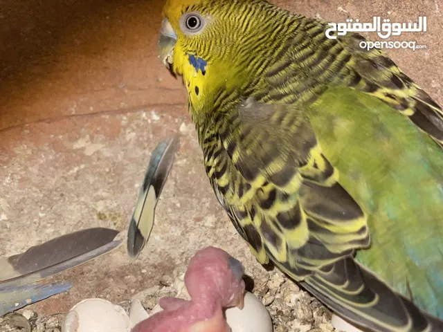 طيور الحب منتجات.