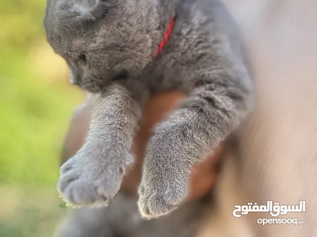 Scottish fold blue kitten for sale