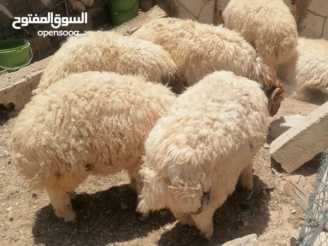 خمس خواريف اضاحي للبيع