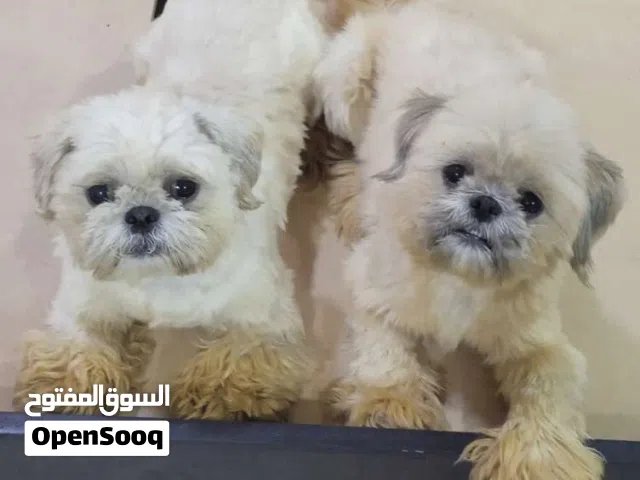 شيتزو انثى وذكر