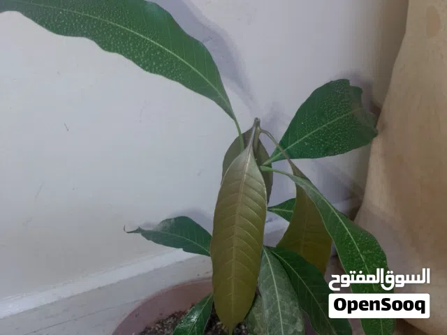شتلة مانجو