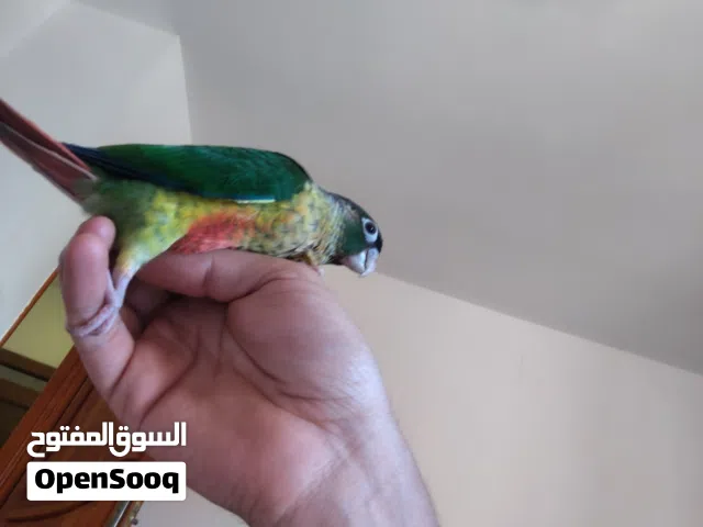كنيور الأم اناناس والاب يلو