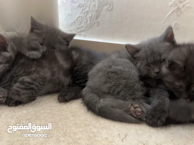 Adorable Scottish Fold Kittens Looking for a Loving Home!