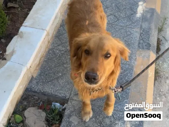 كلب جولدن رتريفر