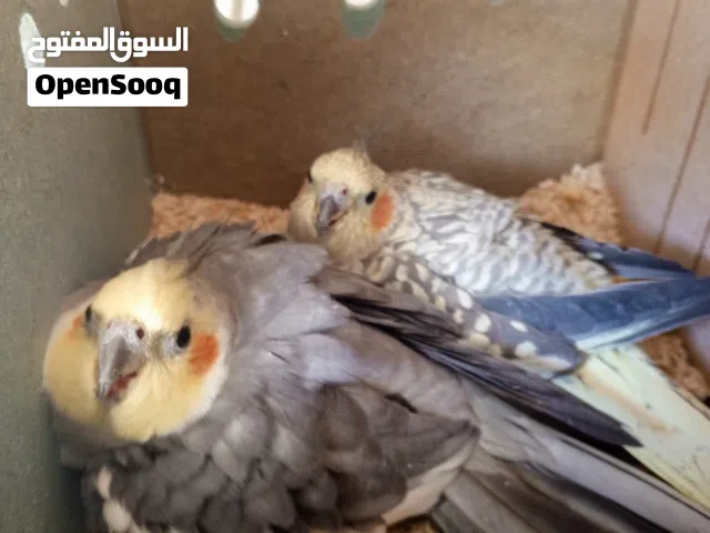 جوز كوكتيل للبيع
