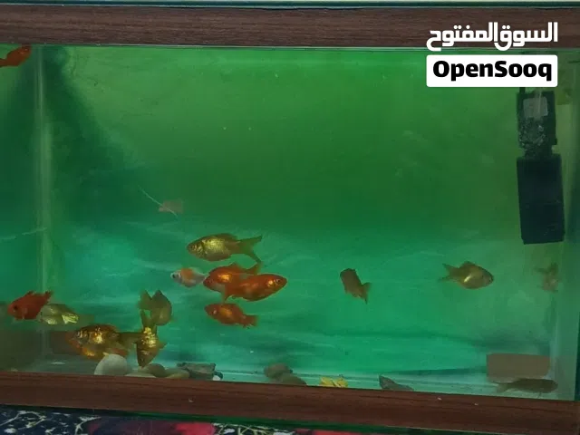 سمك جولد فيش مع حوض وفلتر