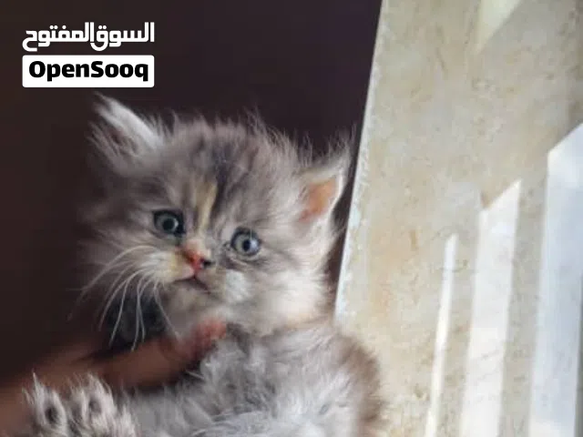 تخفيضات كبرى لفترة محدودة! بمناسبة الموسم، نقدم لكم أقوى العروض على أسعار القطط