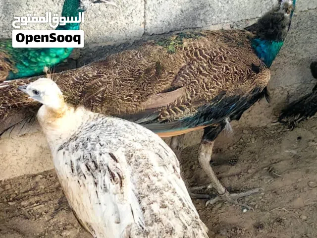 للبيع مجموعة طواويس