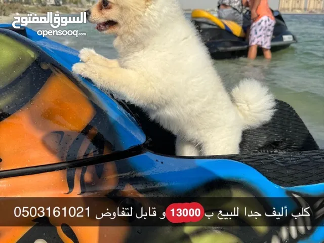 كلب أليف جدا