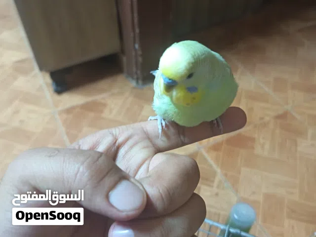 جوز حب الذكر اليف نوع رينبو