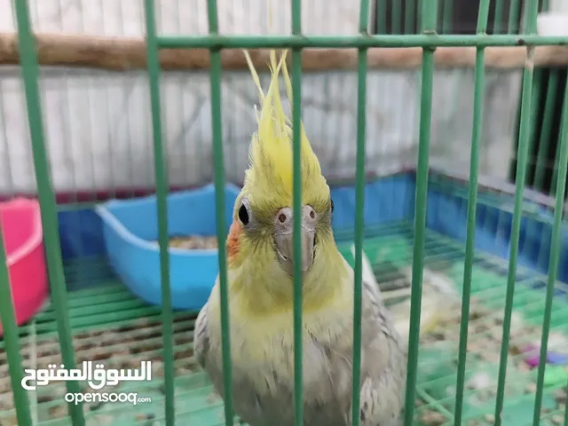 كوكتيل اليف