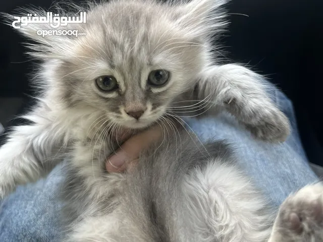 قطه انثى عمر اربعه اشهور مع اليتر بوكس تبعها