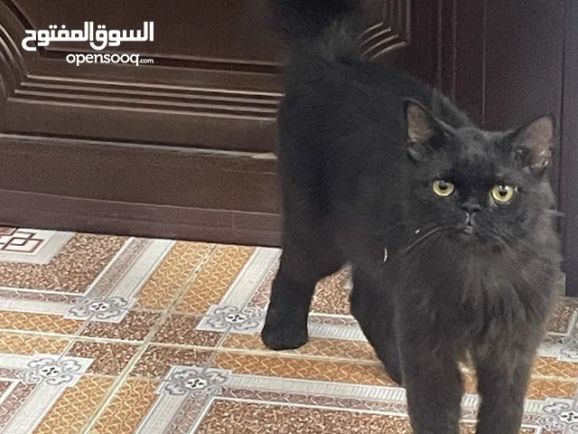 قط مجهول النوع والعمر للتبني
