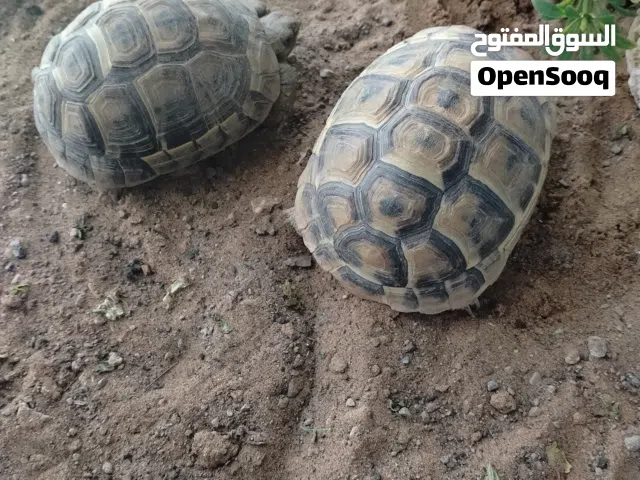 سلاحف برية 2 للبيع