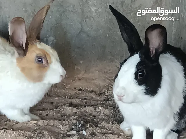 كوبيه عربيه بجراوها للبيع