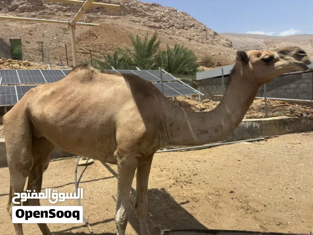 ناقة مفرود من تحتها بكره قبل 3 شهور