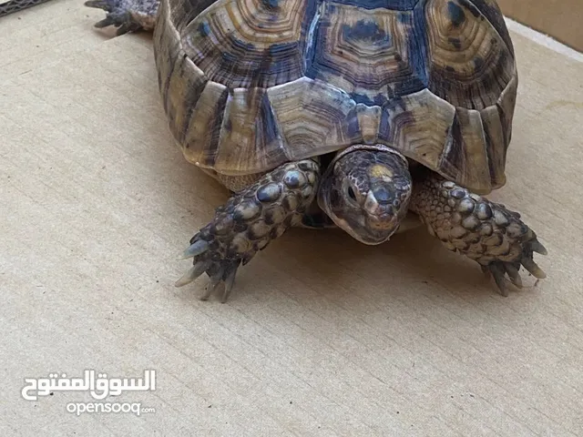 سلاحف للبيع
