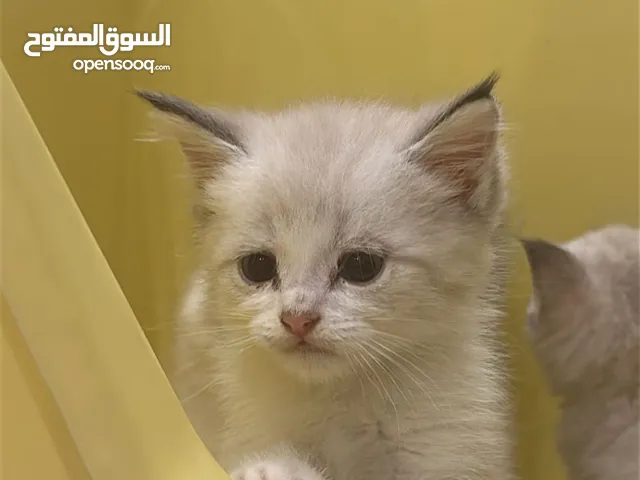 هيمالايا اناث وذكور وبريتش شورت هير عمرهم 50 يوم