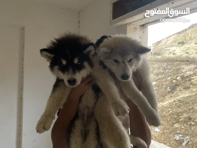 ذكر وأنثى هاسكي بسعر حرق