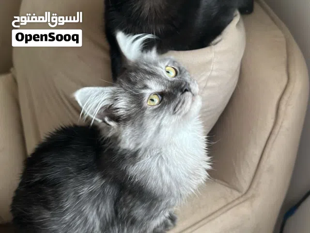 قطين ذكرين للتزاوج