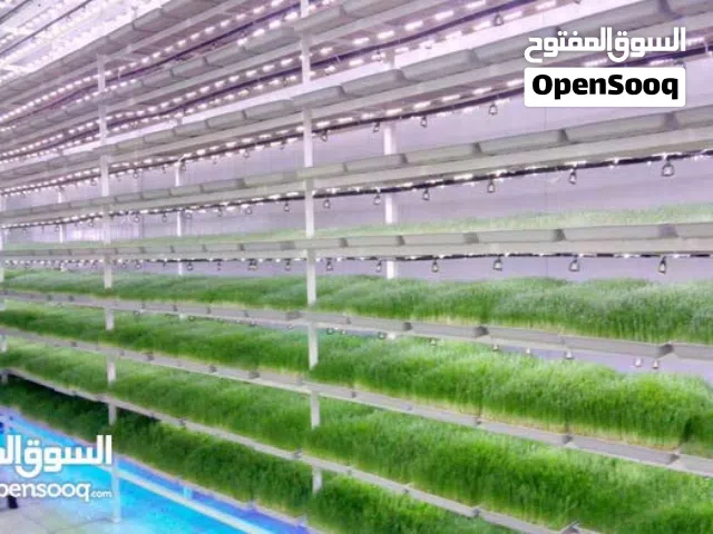 تجهيز غرف استناب شعير (زراعة مائية) بخبرة تزيد عن 15 عاما ،، حل جذري لجميع مشاكل العفن