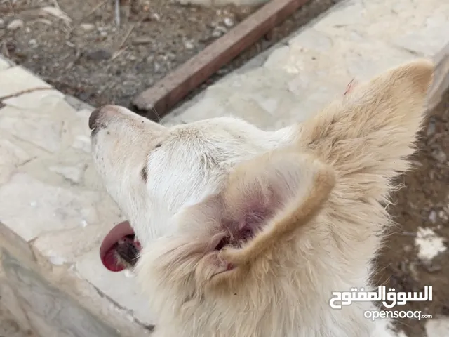 وايت جيرمن شيبرد