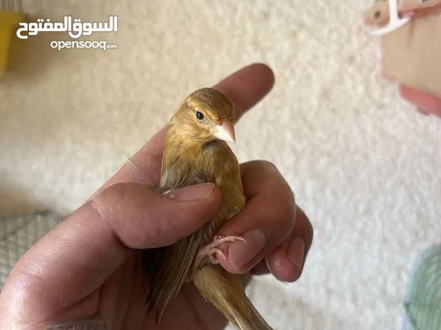 مخاليف كنار كرزي
