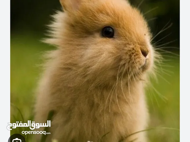 ارانب للبيع