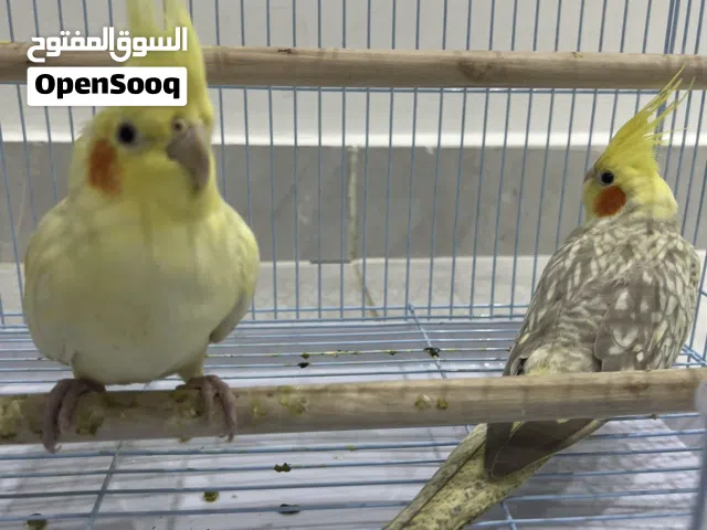 للبيع كروان مع قفص