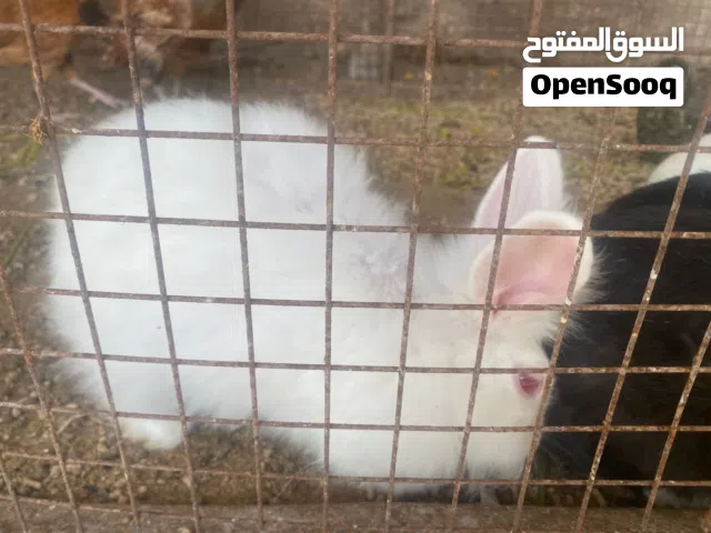 أرانب هولنديات جميلات للبيع بسعر المفرد والجملة