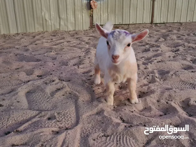 للبيع ماعز قدم تشيكي