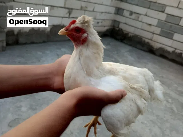 دبج ودجاجه عرب رس قديم دجاجه مكعكله بياضه وياهه 3 بيضات