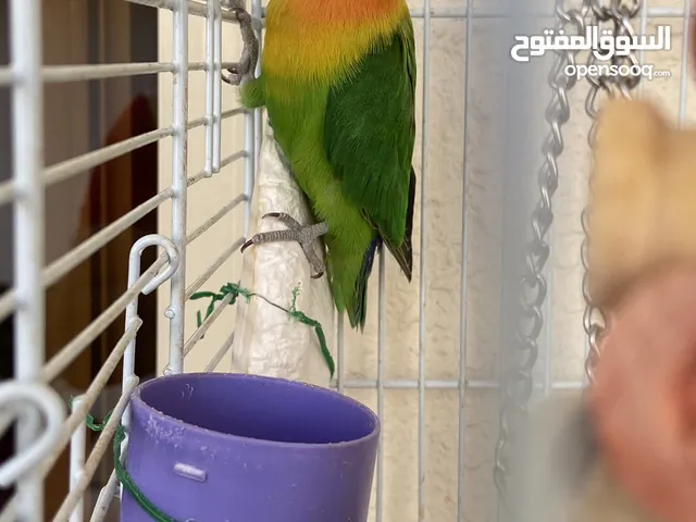طيور الحب عدد 1 مع القفص
