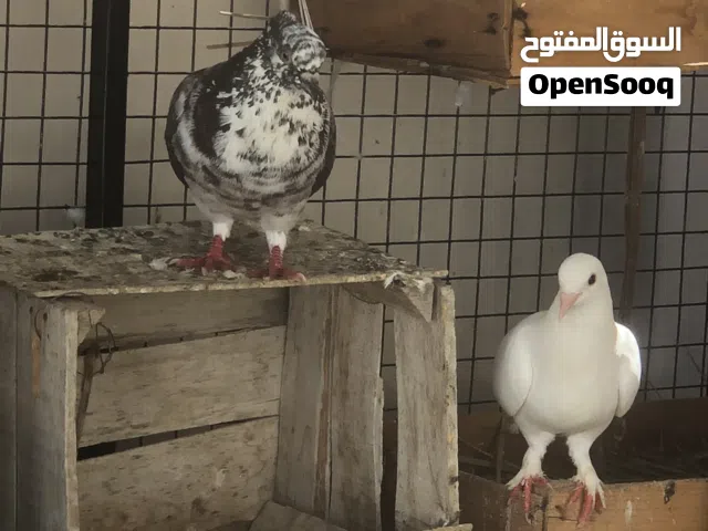 حمام للبيع